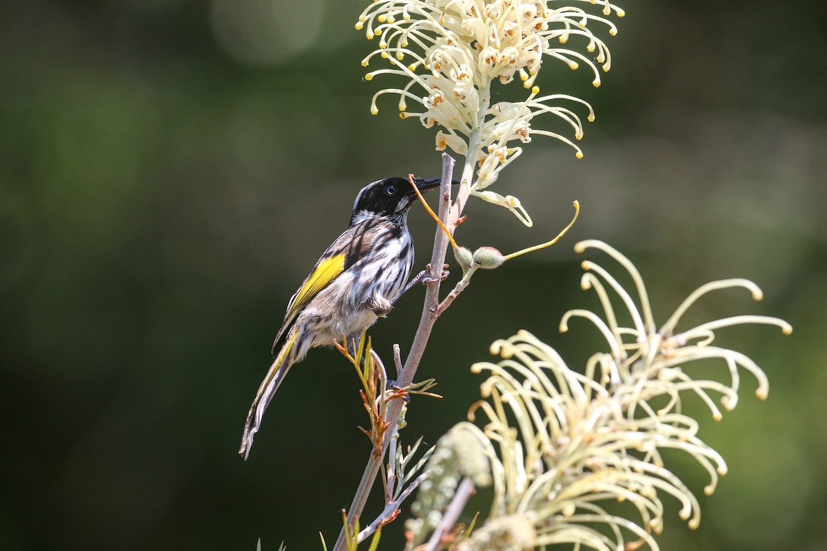 New Holland Honeyeater - ML625385566