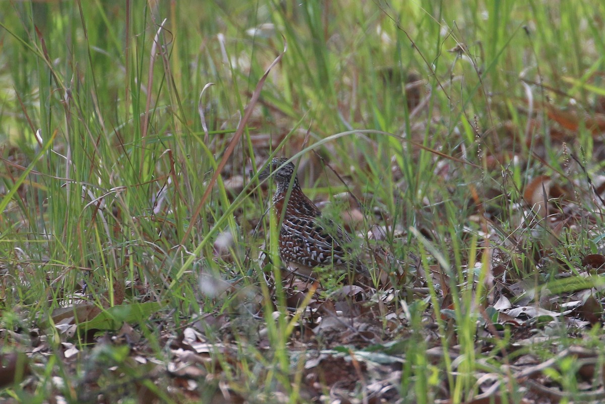 Painted Buttonquail - ML625385584