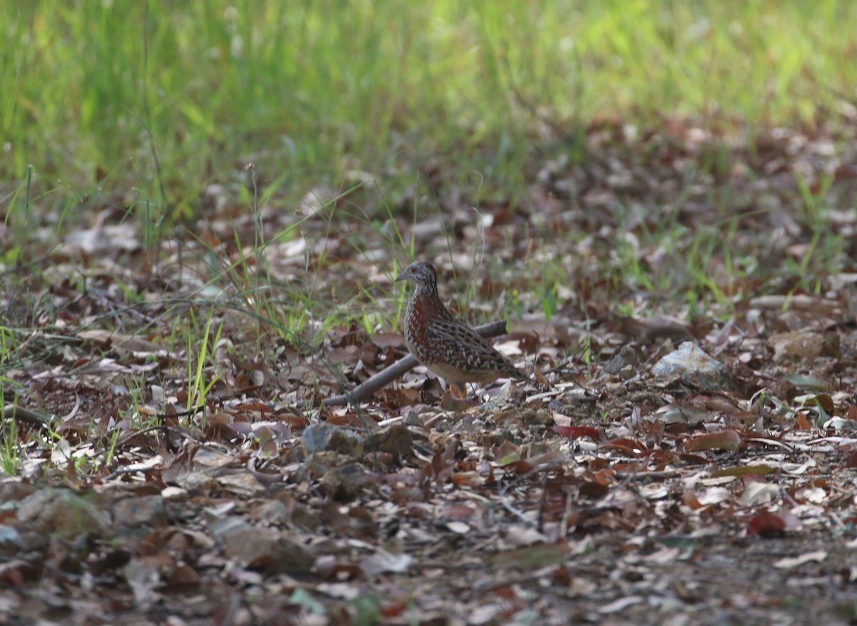 Painted Buttonquail - ML625385585