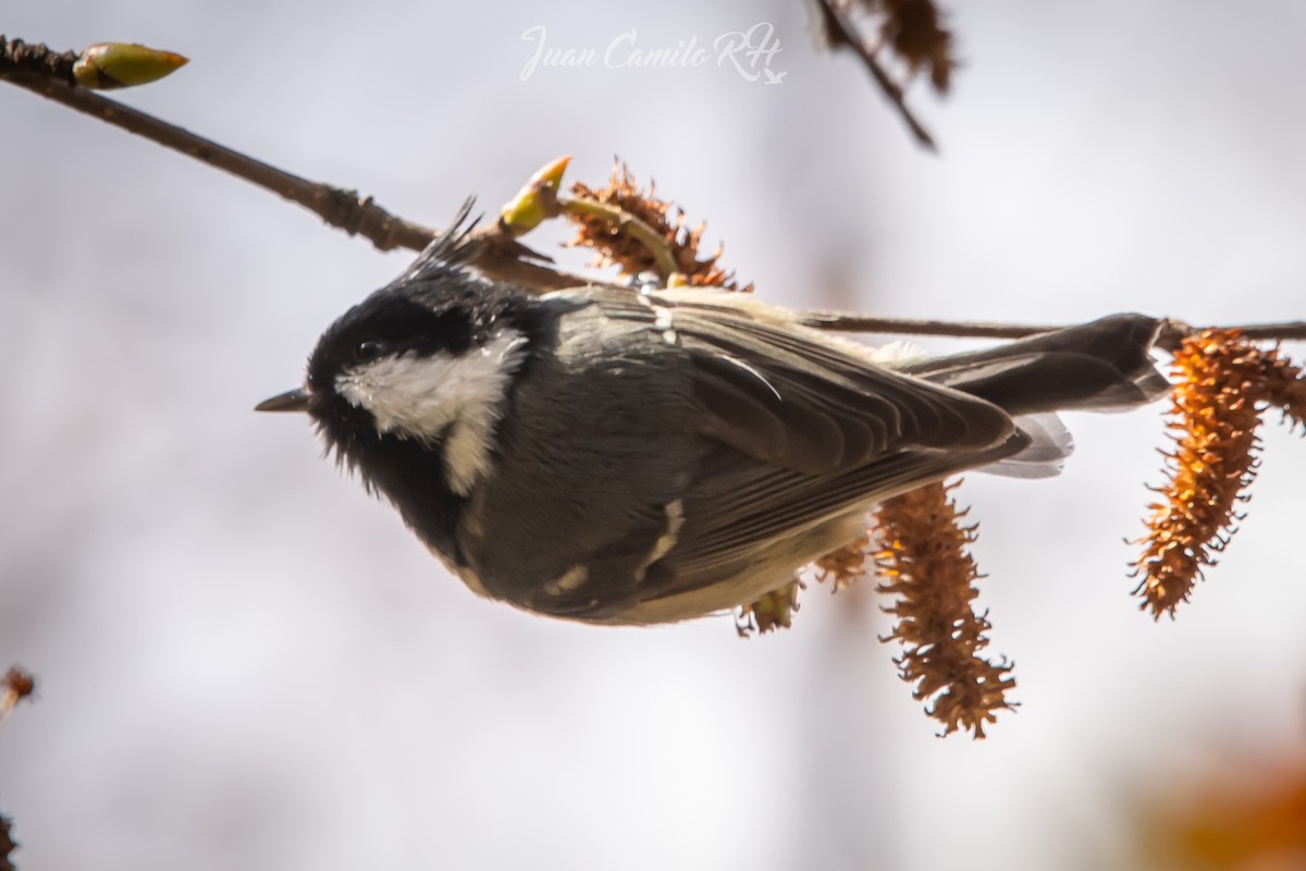 Rufous-vented Tit - ML625385601