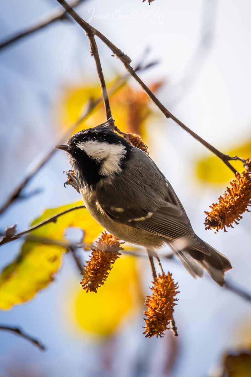 Rufous-vented Tit - ML625385602