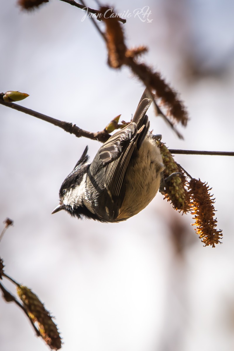 Rufous-vented Tit - ML625385603