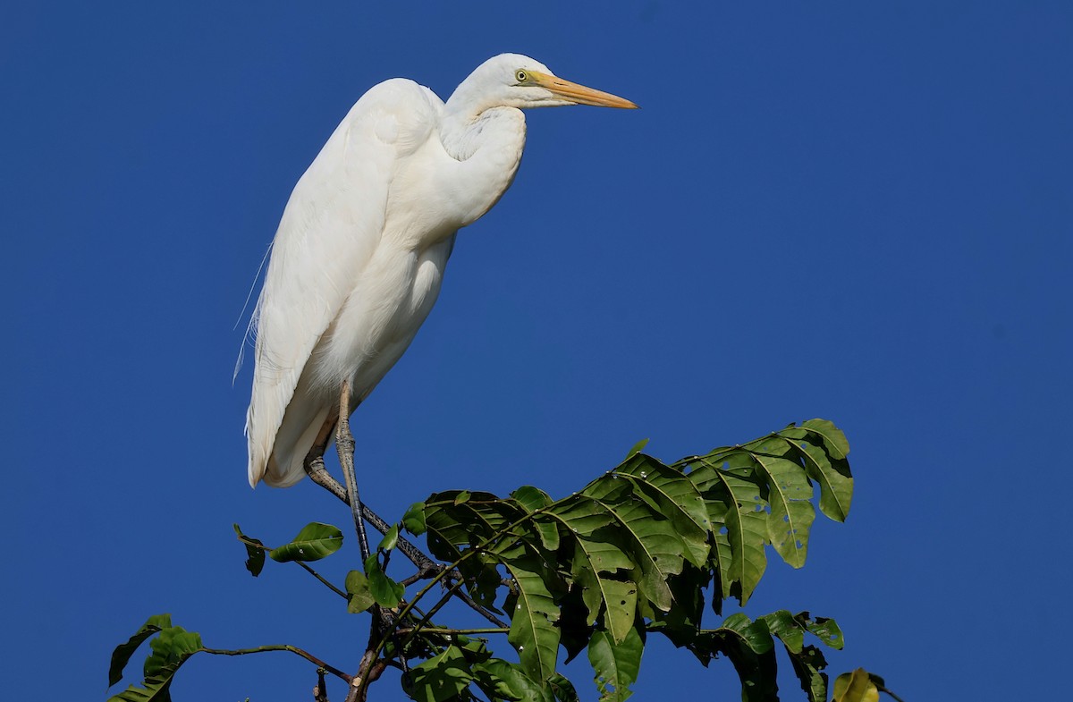 Great Egret - ML625385656