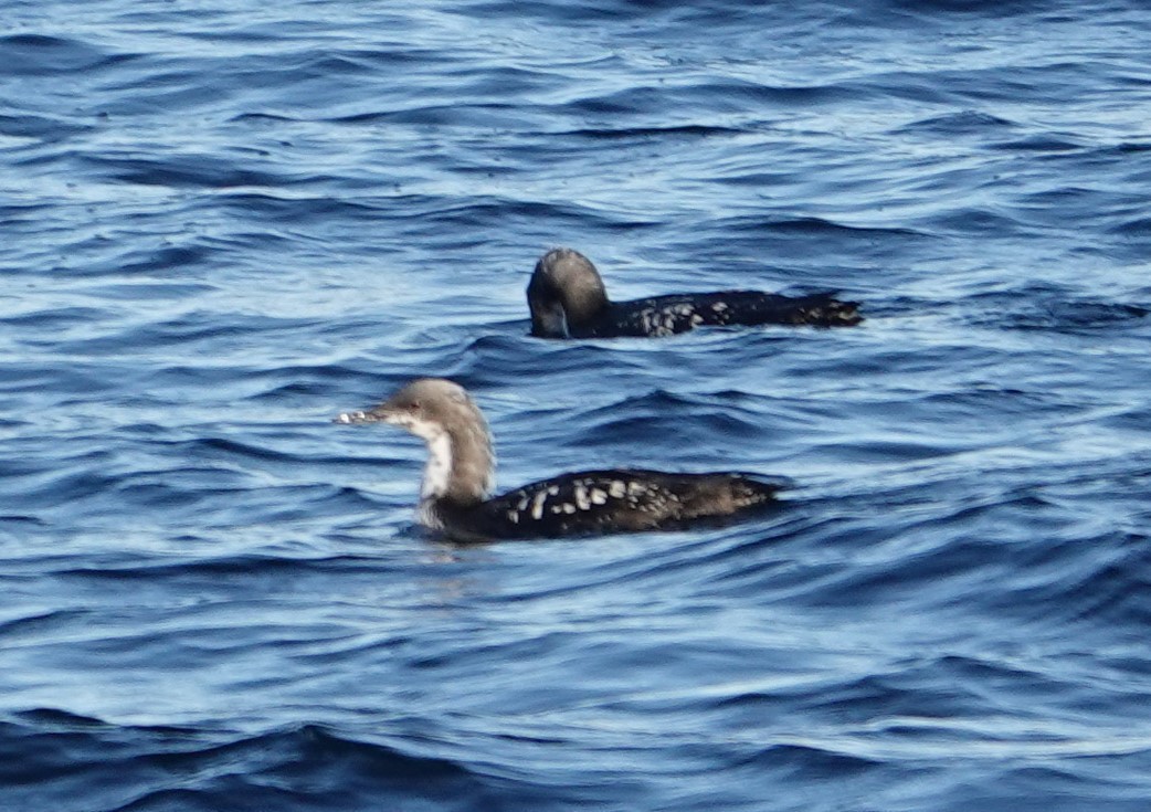 Pacific Loon - ML625385675