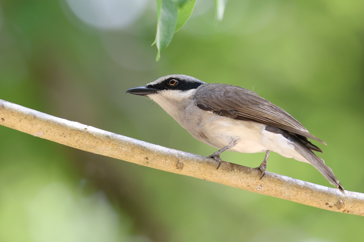 Large Woodshrike - ML625385717