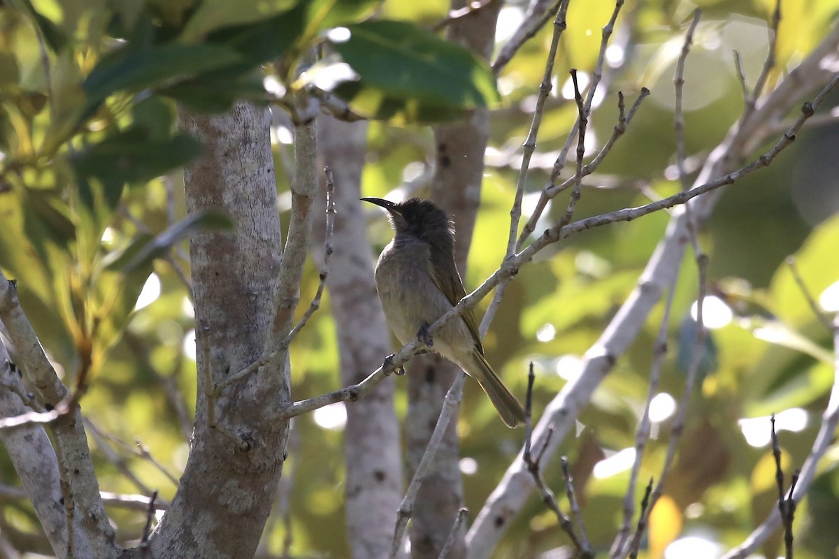 Brown Honeyeater - ML625385724