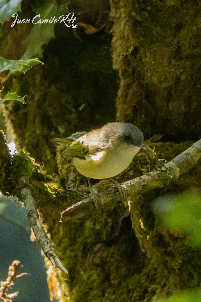 Green Shrike-Babbler - ML625385727