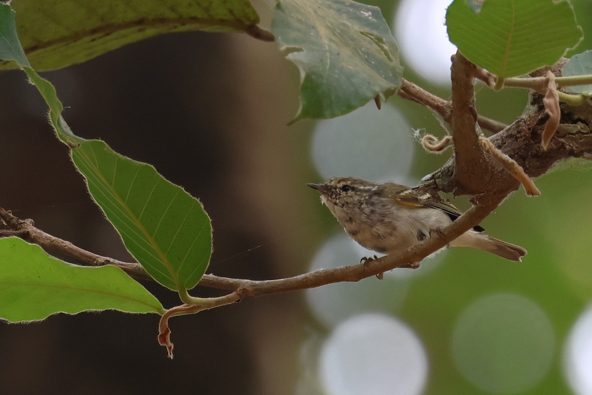 Pale-legged Leaf Warbler - ML625385728