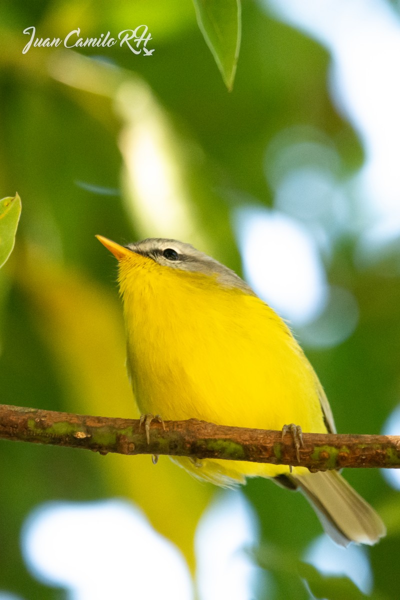 Gray-hooded Warbler - ML625385770