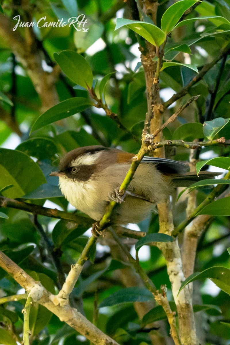 White-browed Fulvetta - ML625385780