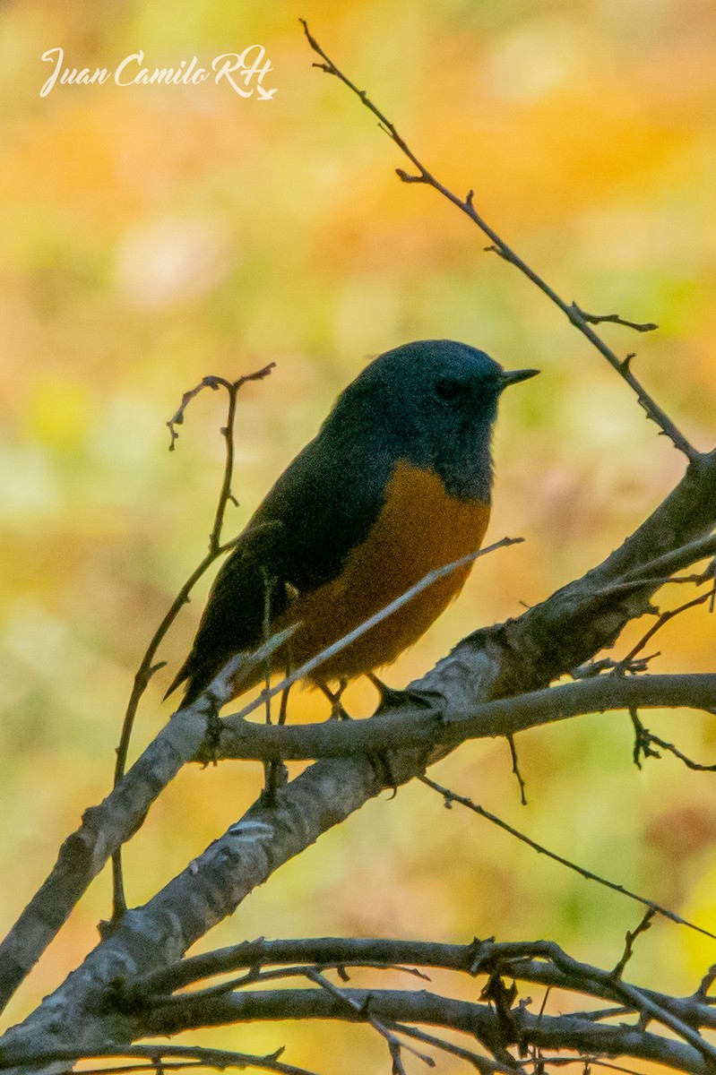 Blue-fronted Redstart - ML625385828