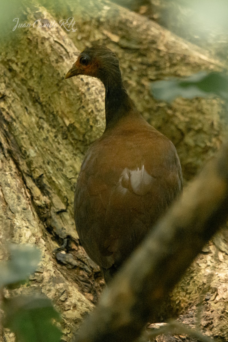 Philippinen-Großfußhuhn - ML625385954