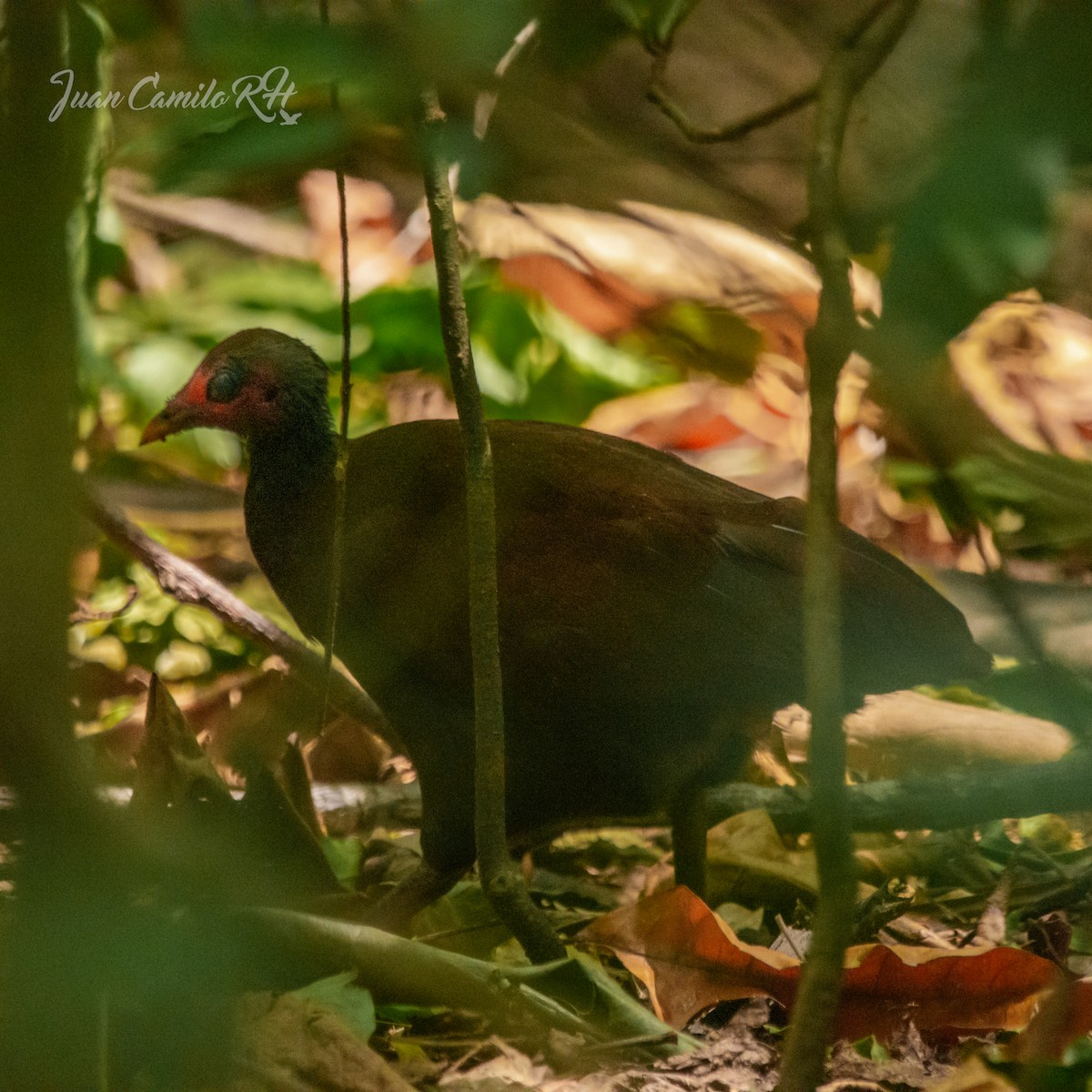 Philippinen-Großfußhuhn - ML625385958