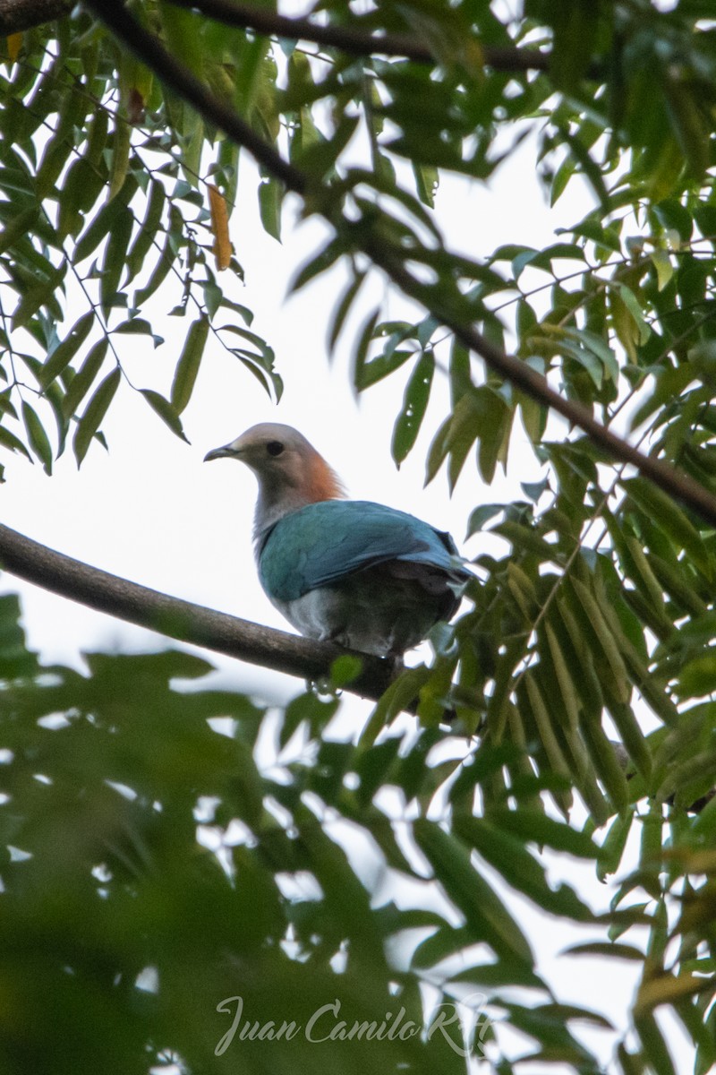 Green Imperial-Pigeon - ML625385990