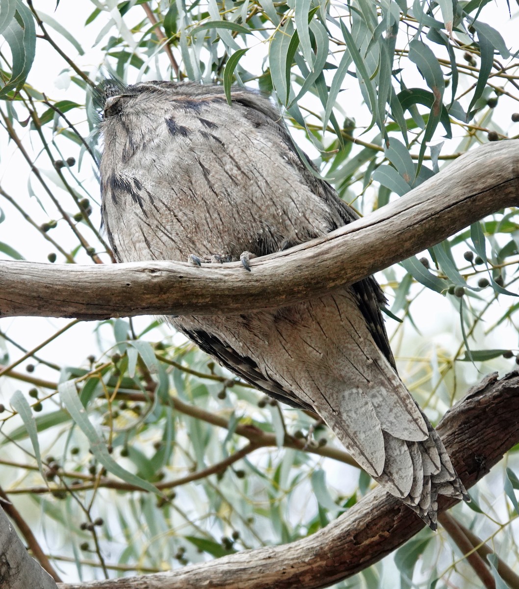 Tawny Frogmouth - ML625385995