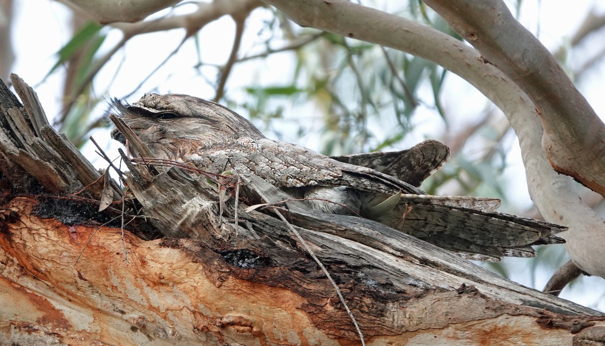 Tawny Frogmouth - ML625385996