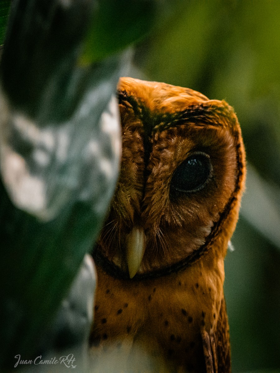 Minahasa Masked-Owl - ML625386015