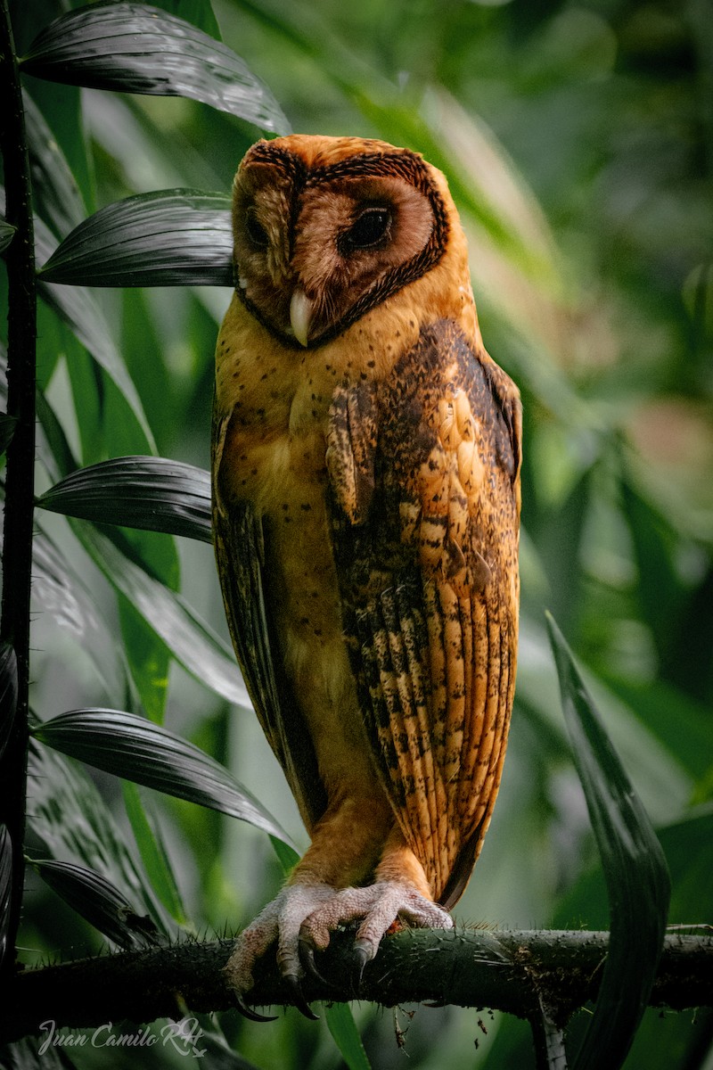 Minahasa Masked-Owl - ML625386016