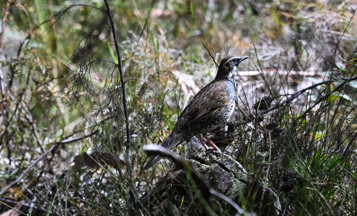 Spotted Quail-thrush - ML625386077