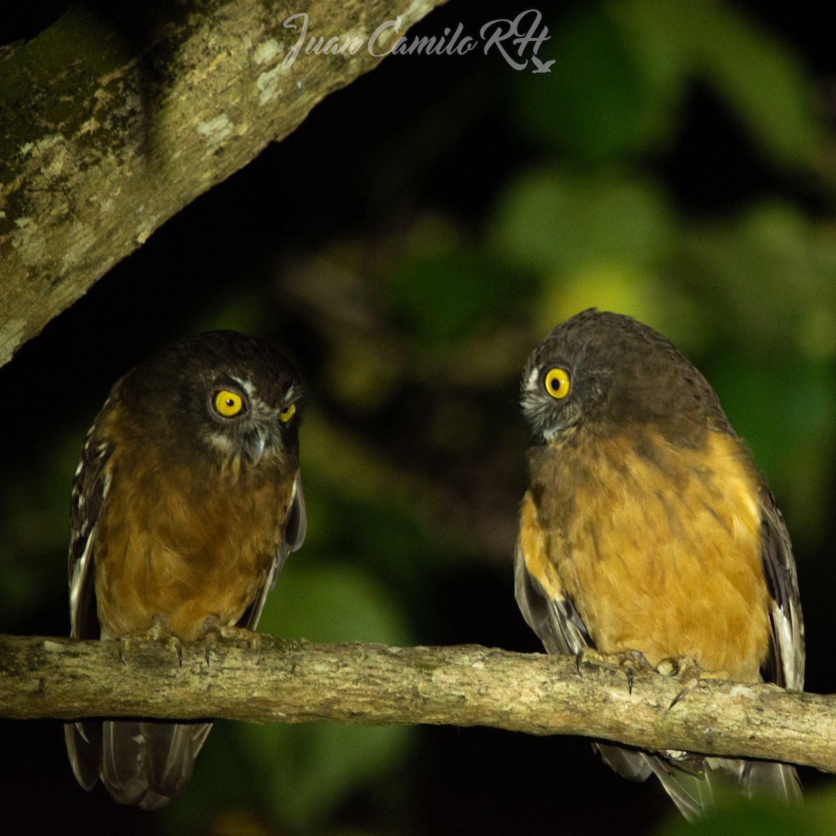 Ochre-bellied Boobook - ML625386114