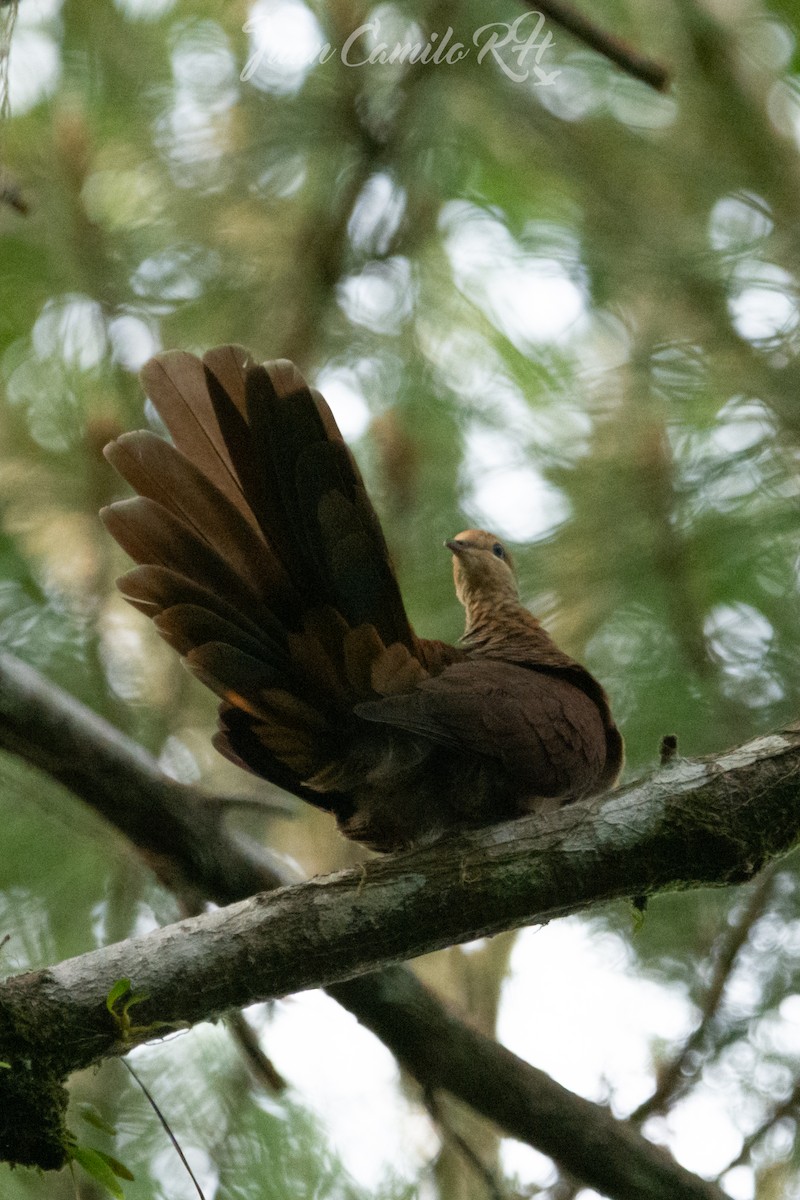 Sultan's Cuckoo-Dove - ML625386129