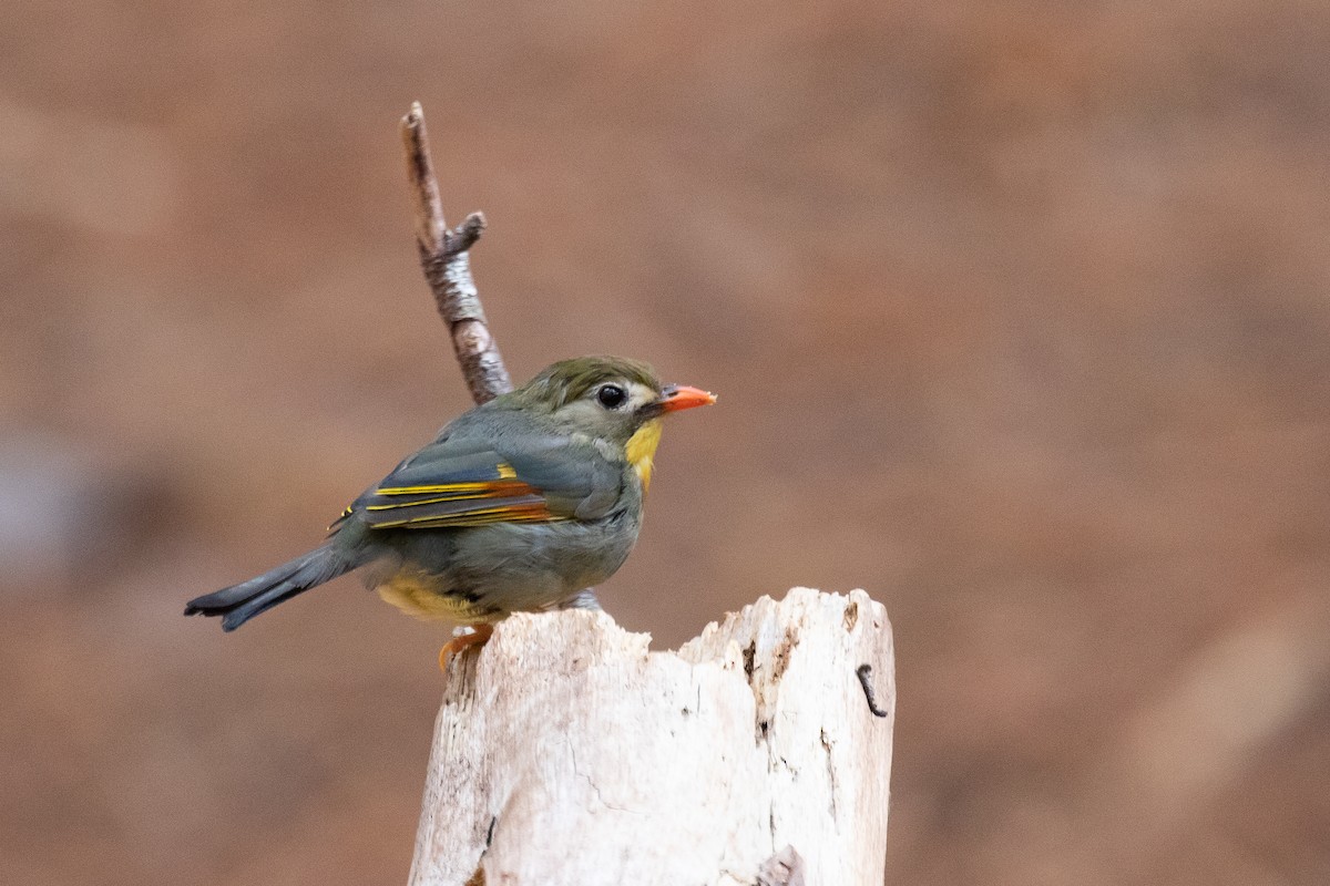 Red-billed Leiothrix - ML625386140