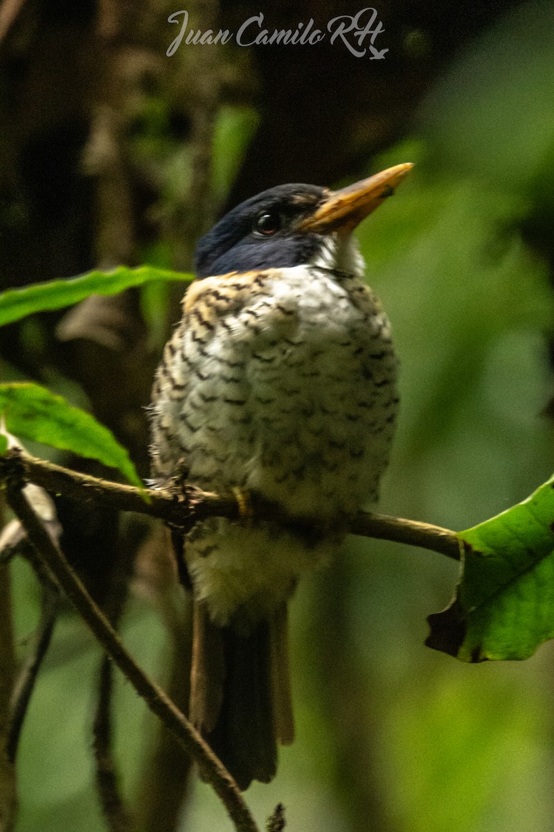 Scaly-breasted Kingfisher - Juan camilo Rodriguez