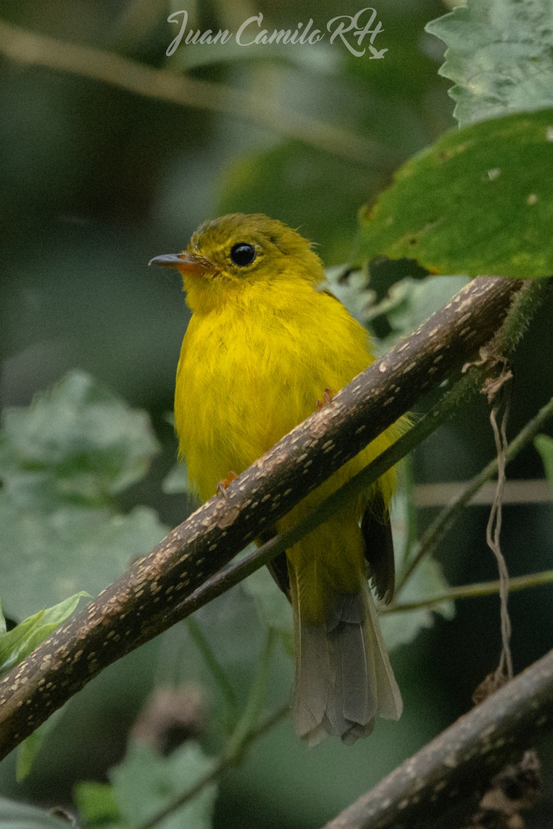 Citrine Canary-Flycatcher - Juan camilo Rodriguez