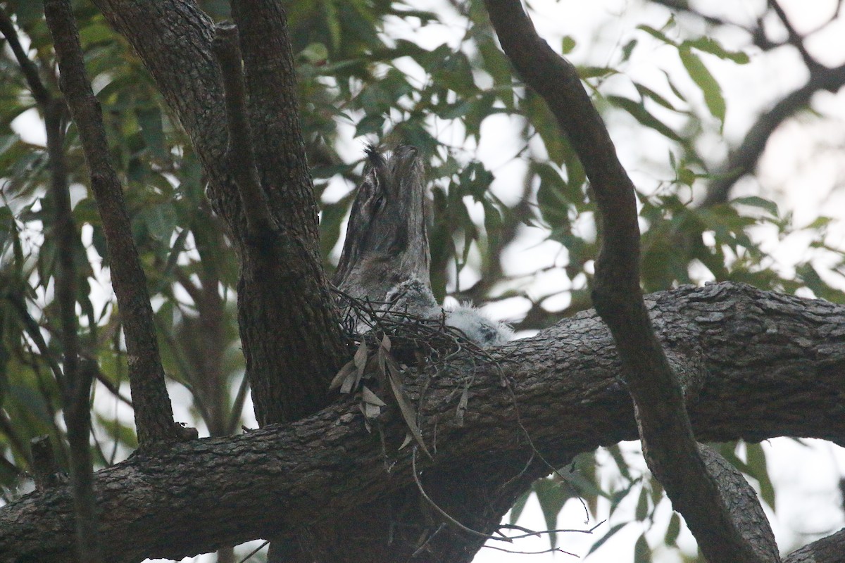 Tawny Frogmouth - Lucas Corneliussen