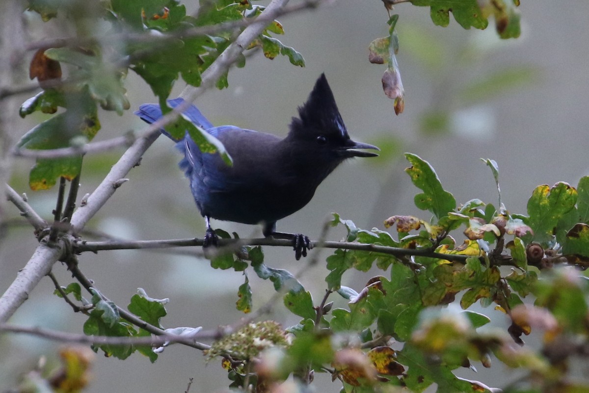 Steller's Jay - ML625386303