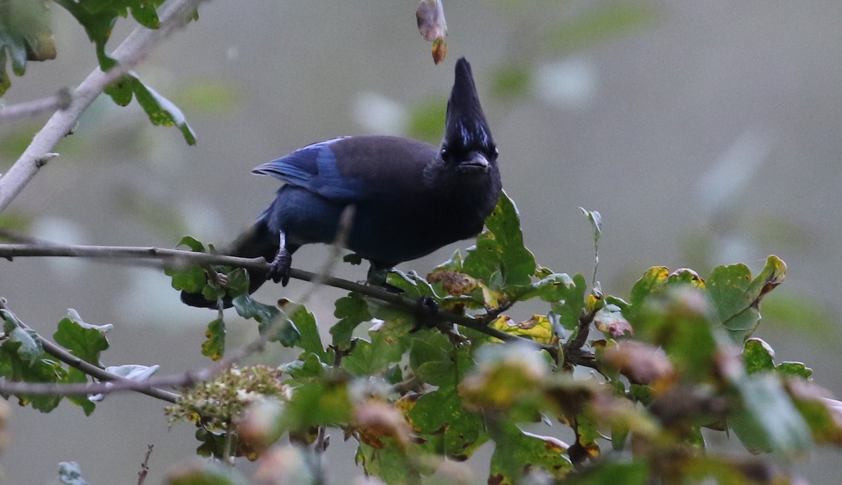 Steller's Jay - ML625386317