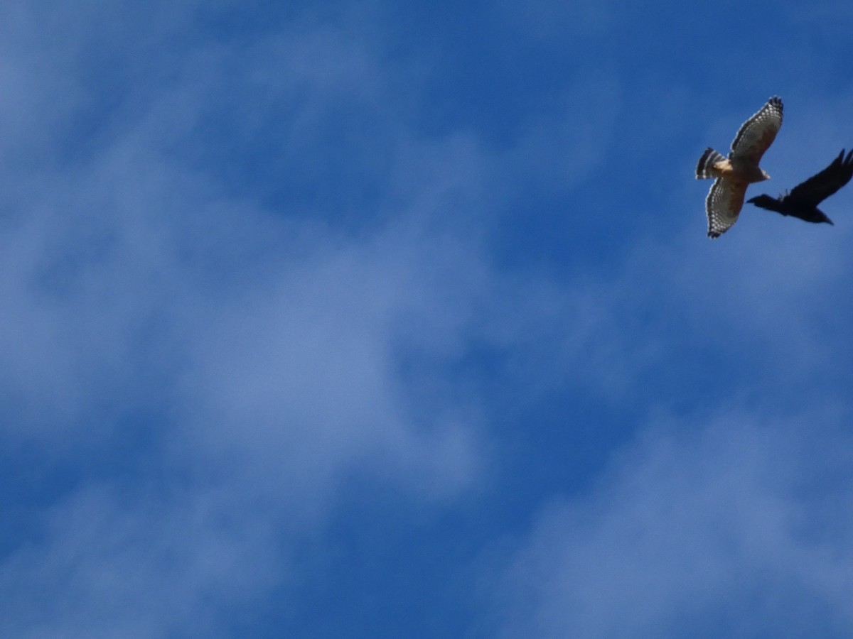 Red-shouldered Hawk - ML625386324