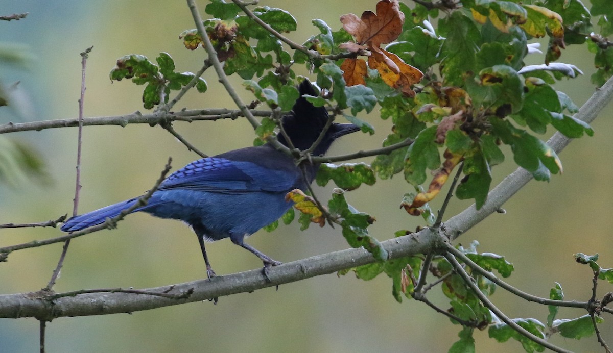 Steller's Jay - ML625386325