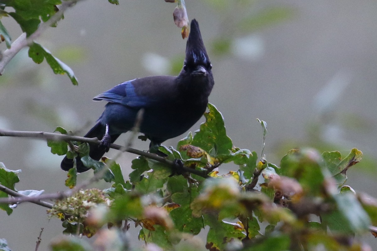 Steller's Jay - John F. Gatchet