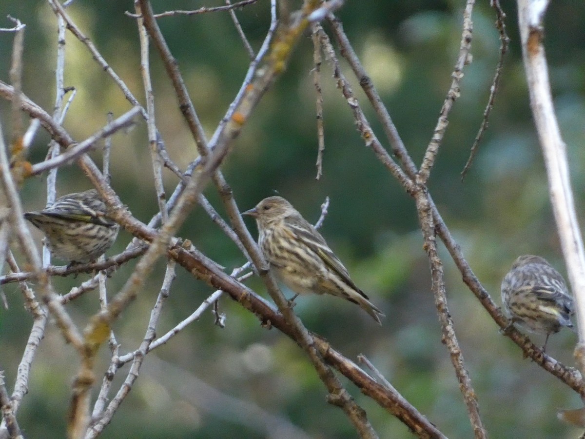 Pine Siskin - ML625386334