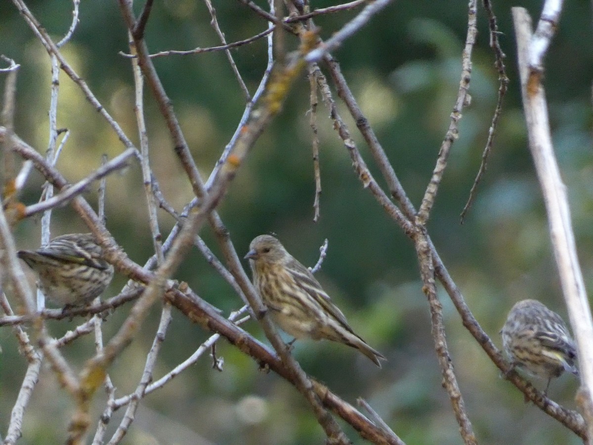 Pine Siskin - ML625386336