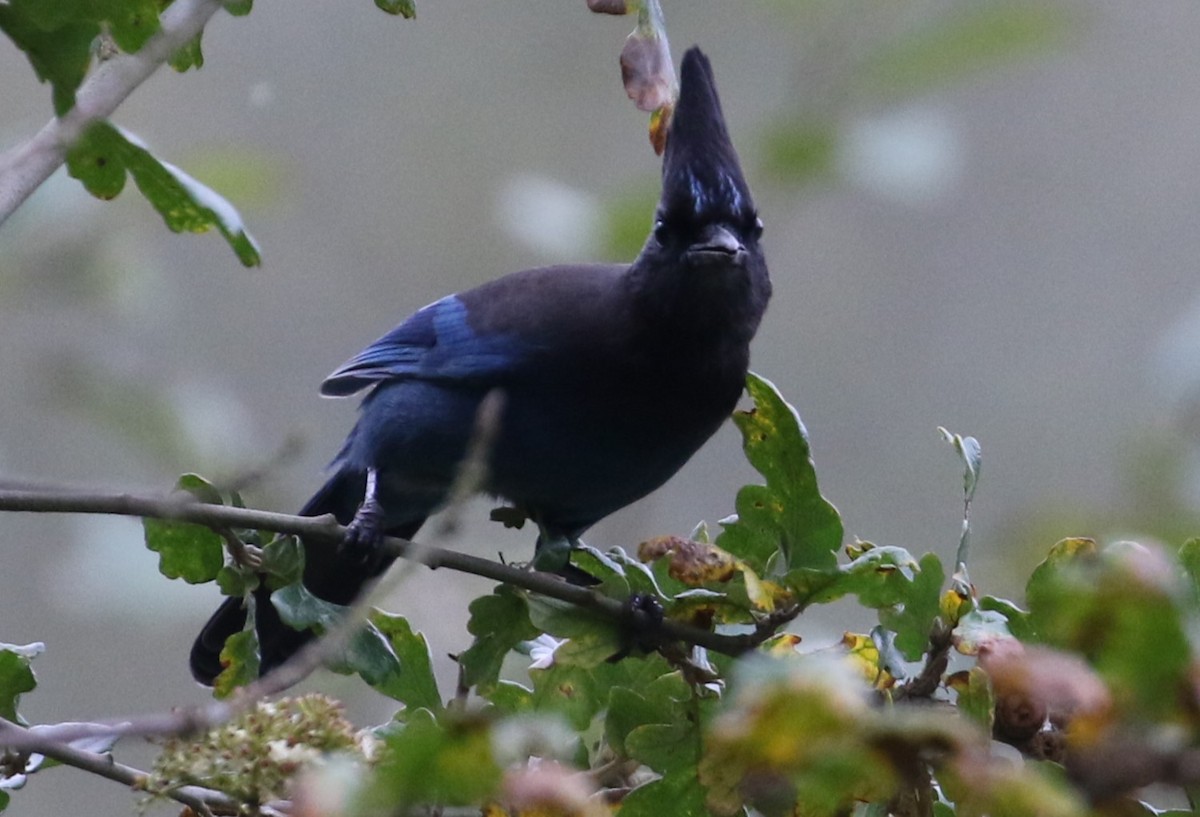 Steller's Jay - ML625386340