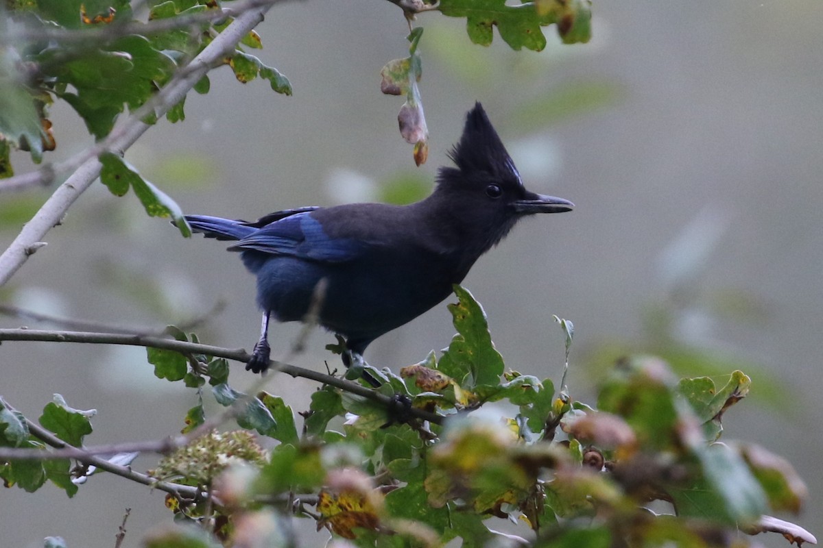 Steller's Jay - ML625386362