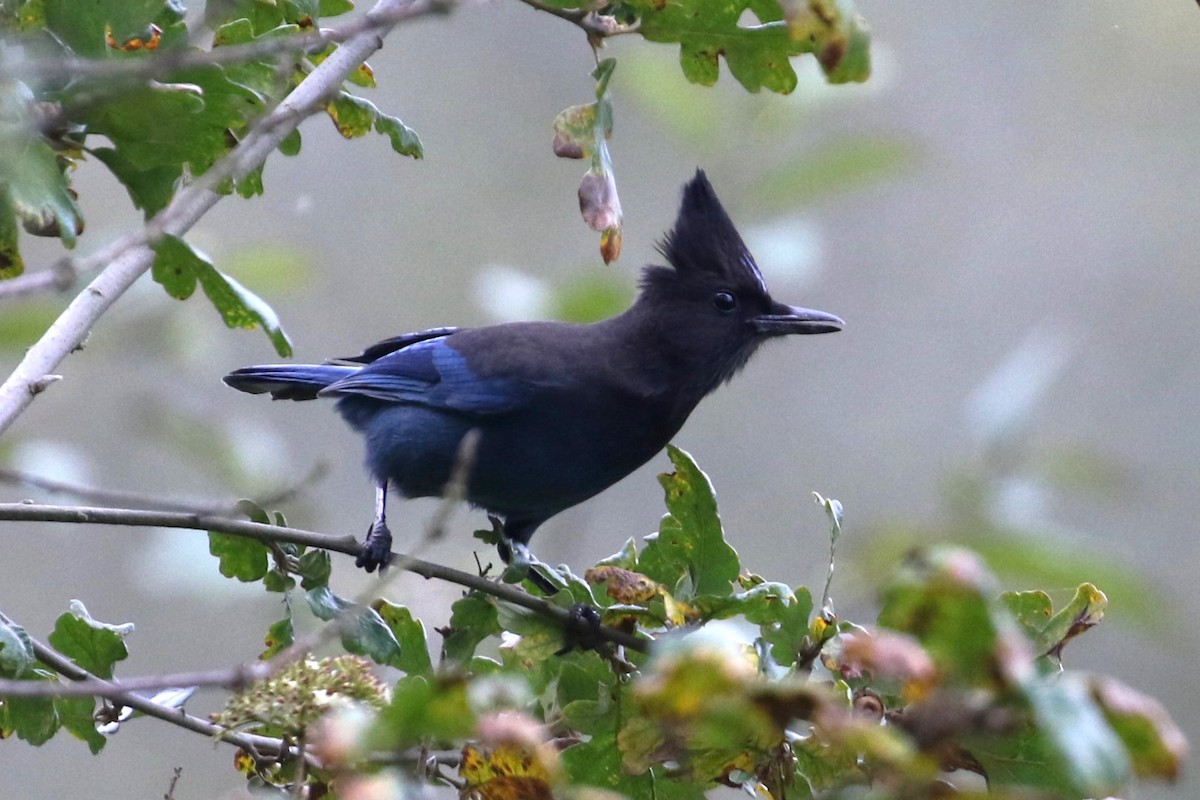 Steller's Jay - ML625386365