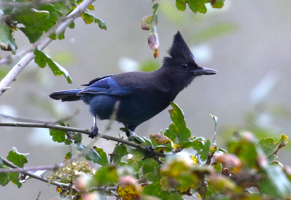 Steller's Jay - ML625386389