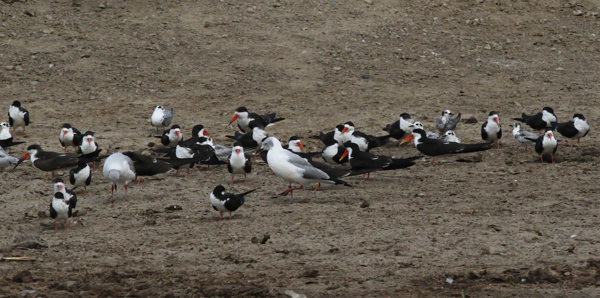 Gray-hooded Gull - ML625386407