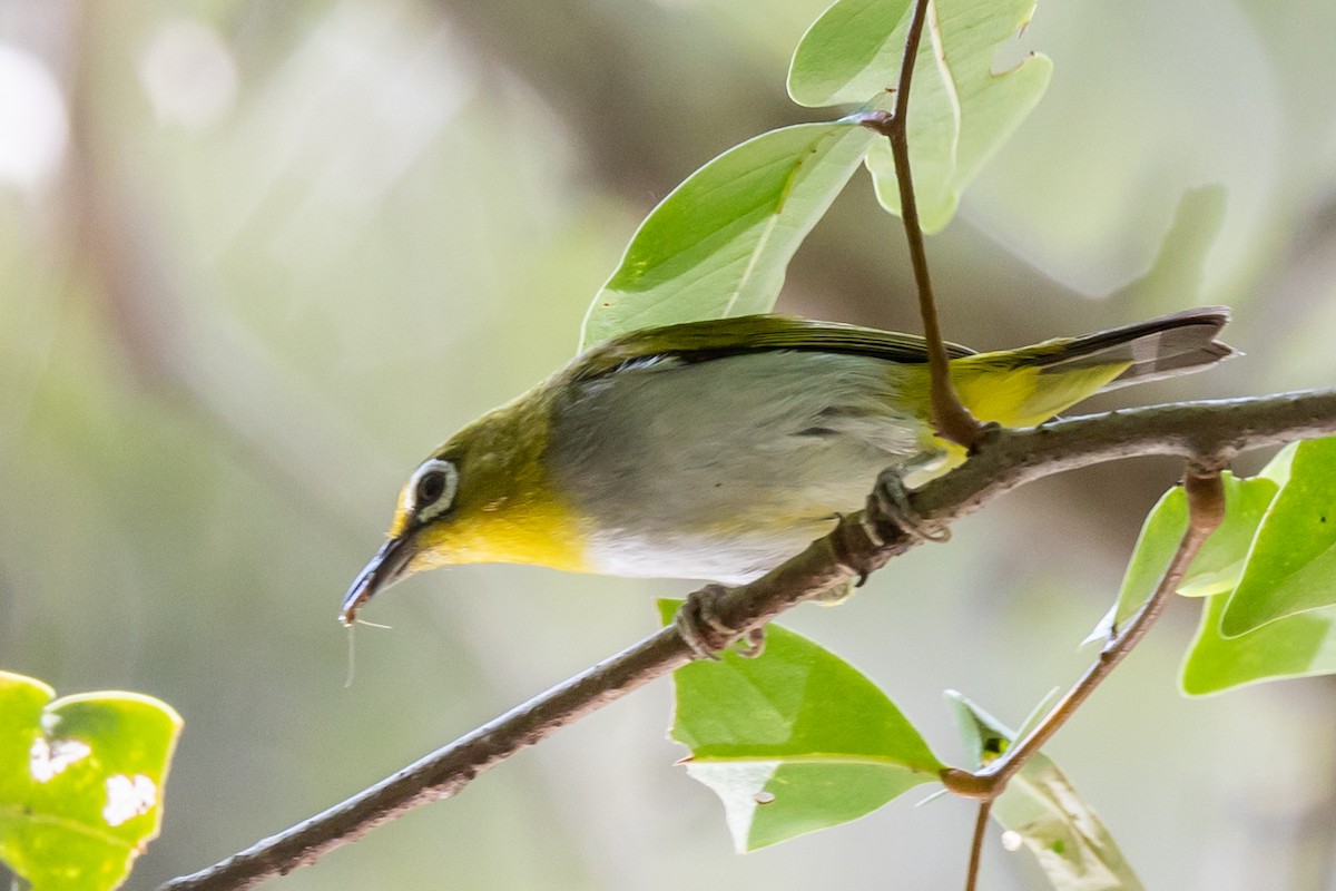 Swinhoe's White-eye - ML625386410