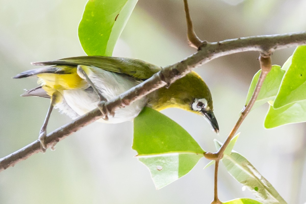 Swinhoe's White-eye - ML625386411