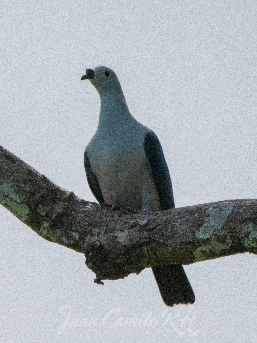 Spice Imperial-Pigeon - ML625386443