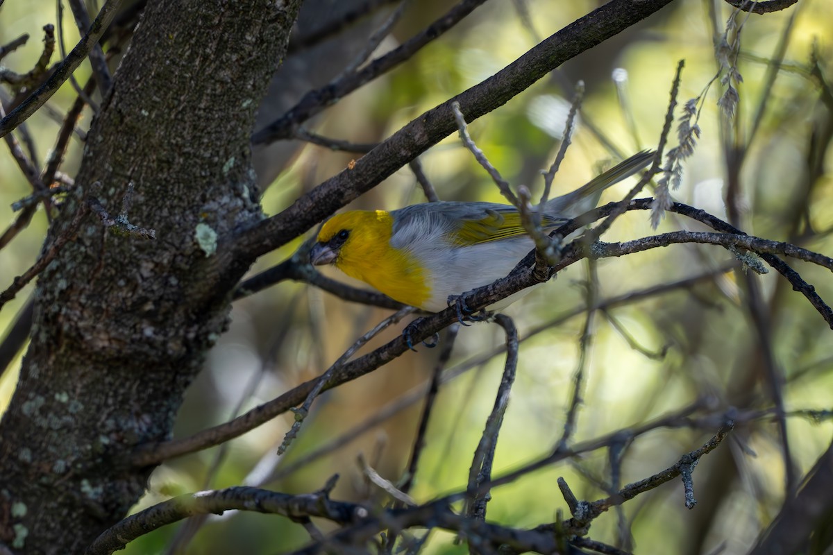 Palila - ML625386506