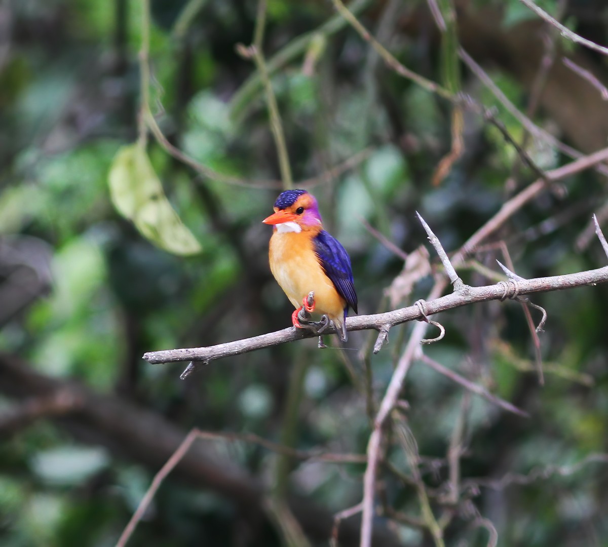 African Pygmy Kingfisher - ML625386613