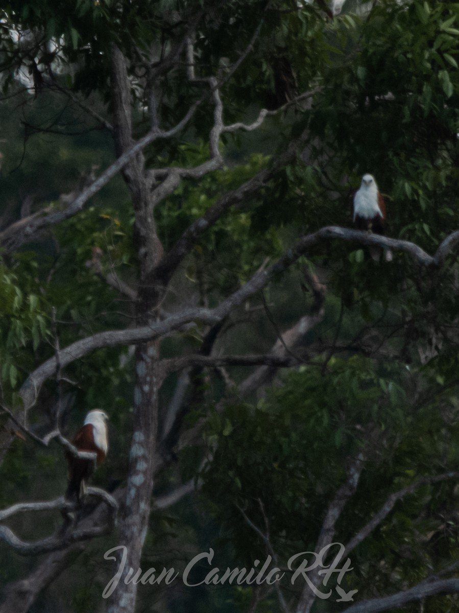 Brahminy Kite - ML625386625