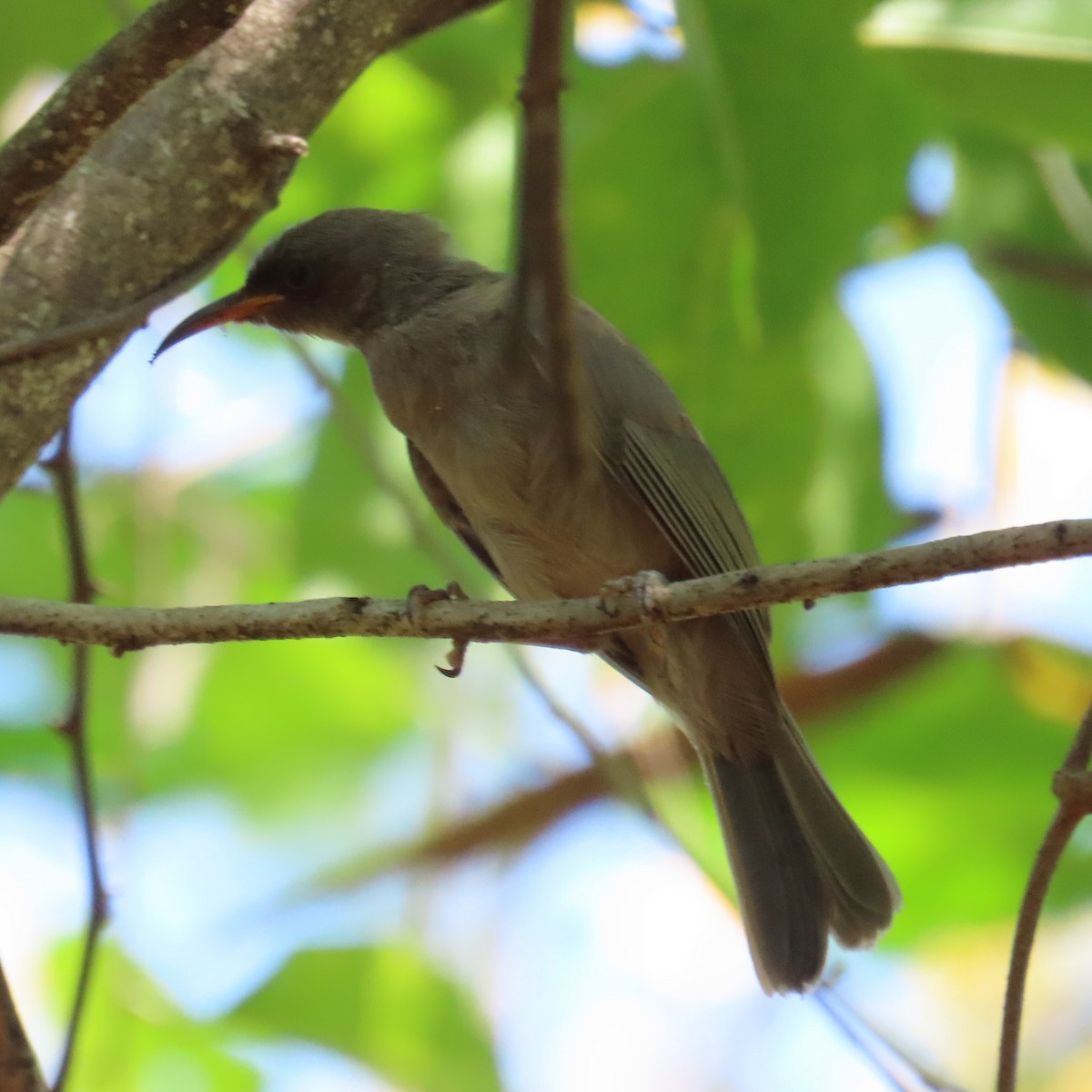 Brown Honeyeater - ML625386627