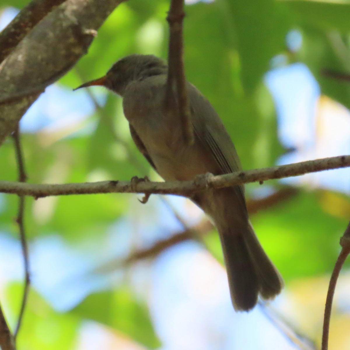 Brown Honeyeater - ML625386628