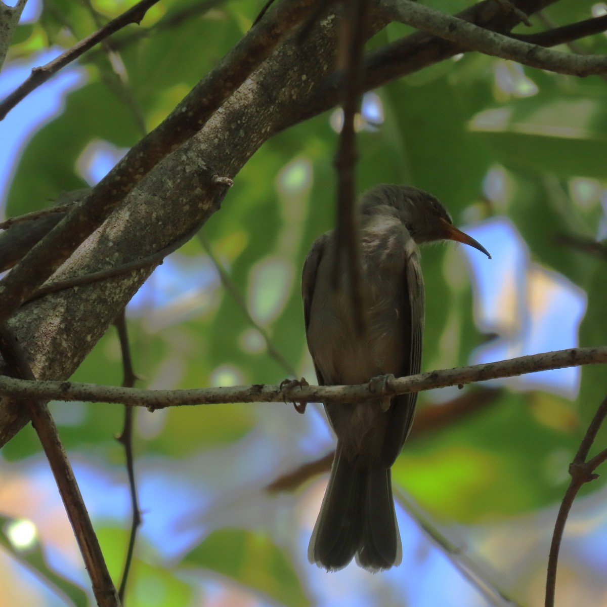 Brown Honeyeater - ML625386629